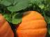 Img-0867_72x54_c