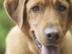 Doggy_72x54_c